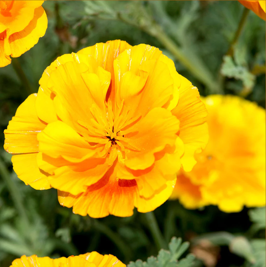 Suttons Seeds - Californian Poppy 'Lady Marmalade'