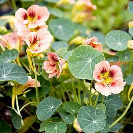 Suttons Seeds - Nasturtium 'Ladybird Rose' - Image 2