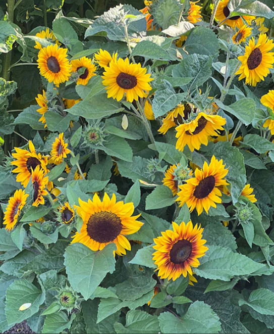 Suttons Seeds - Sunflower 'Orange Mahogany' F1