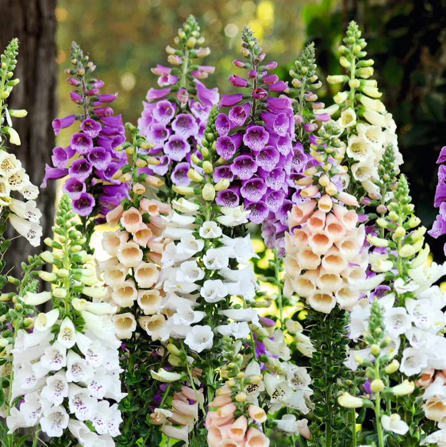 Suttons Seeds Pollinators - Pollinator Mix 'Flowers'