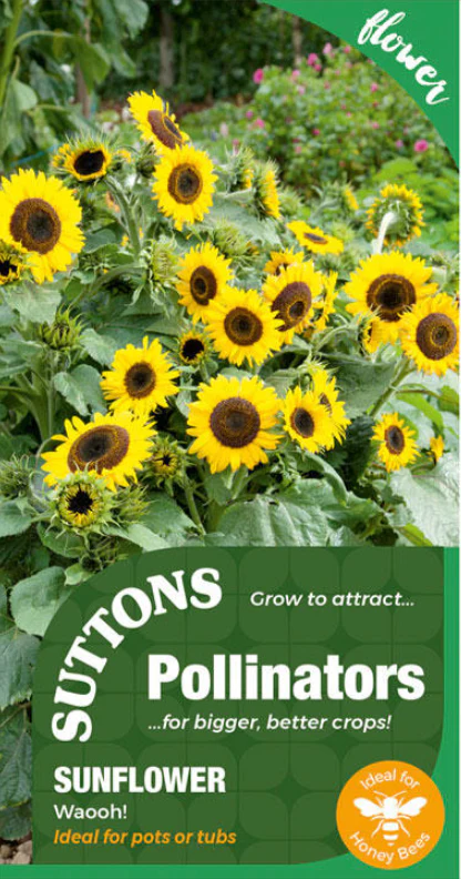 Suttons Seeds Pollinators - Sunflower 'Waooh'
