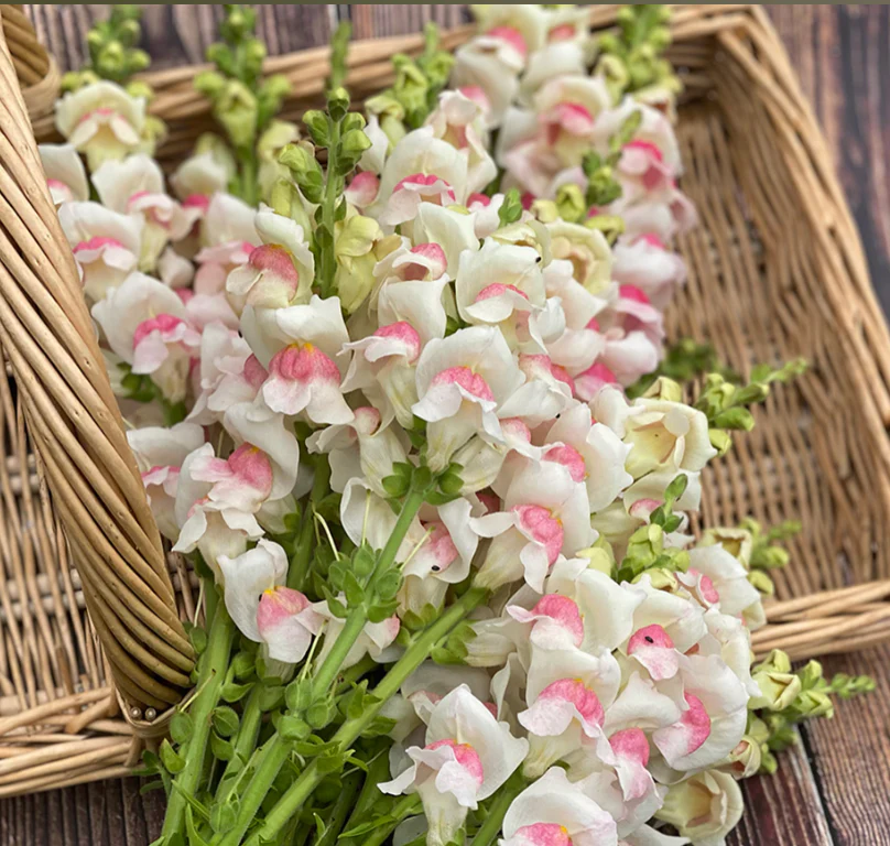 Suttons Seeds - Snapdragon Antirrhinum majus Potomac Apple Blossom F1