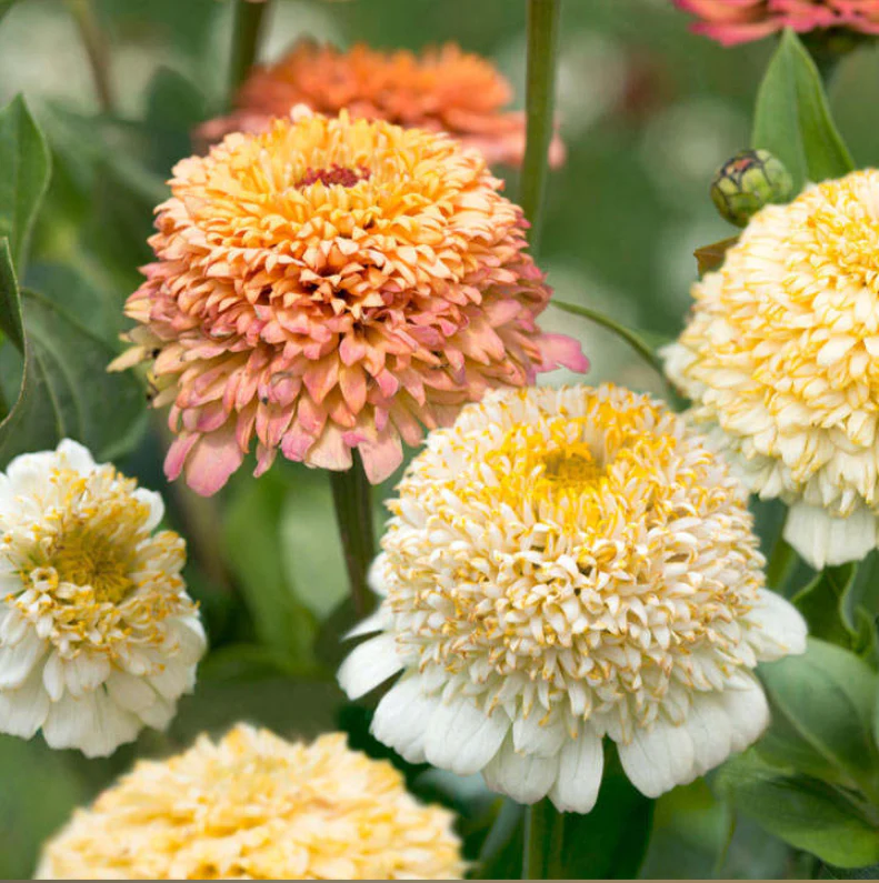Suttons Seeds - Zinnia 'Peaches & Cream'