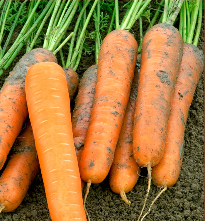 Suttons Seeds - Carrot "Volcano" F1