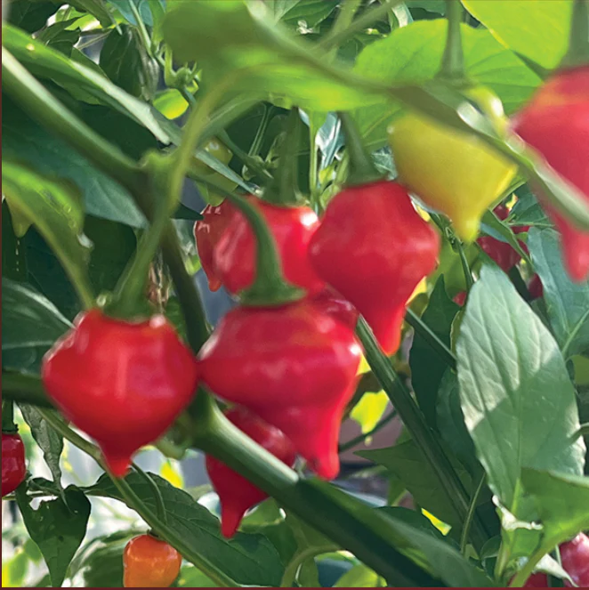 Suttons Seeds - Chilli Pepper Raging Bull