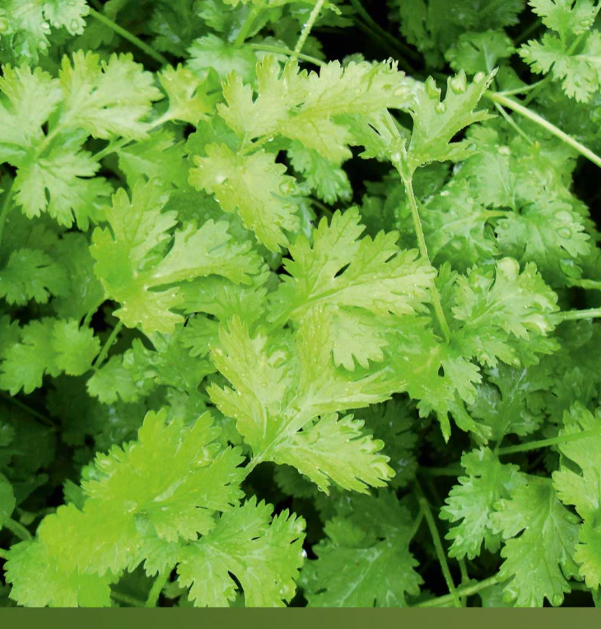 Suttons Seeds - Coriander Confetti