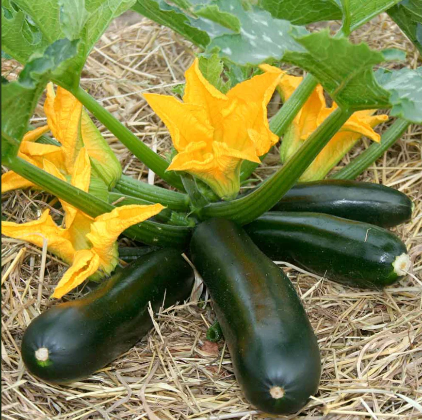 Suttons Seeds - Courgette F1 'Midnight'