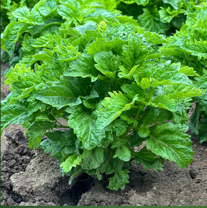 Suttons Seeds - Herbs Herb Basil Spicy Sabre