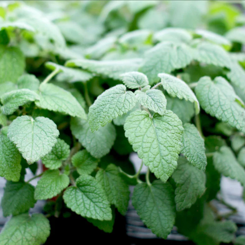 Suttons Seeds - Lemon Balm 'Mandarina'