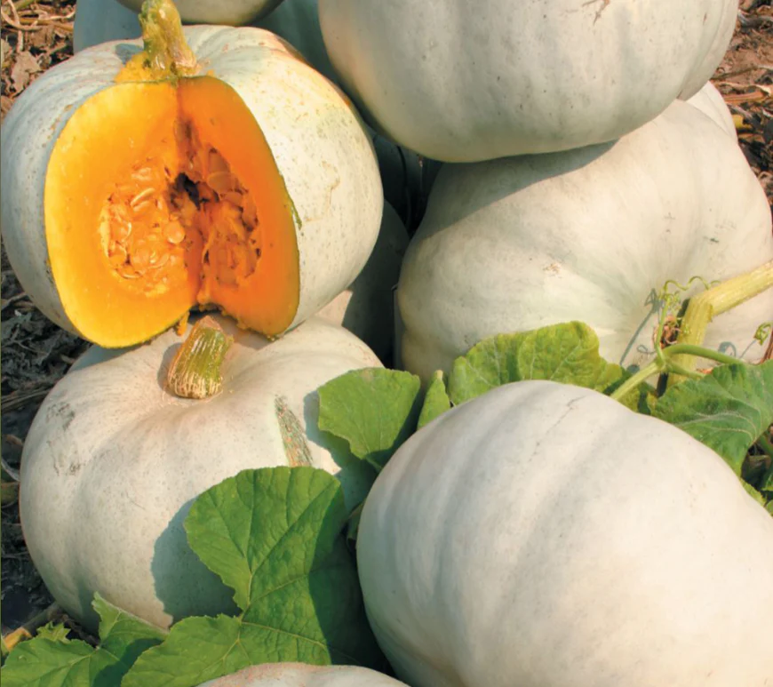 Suttons Seeds - Pumpkin Cucurbita Grey Ghost