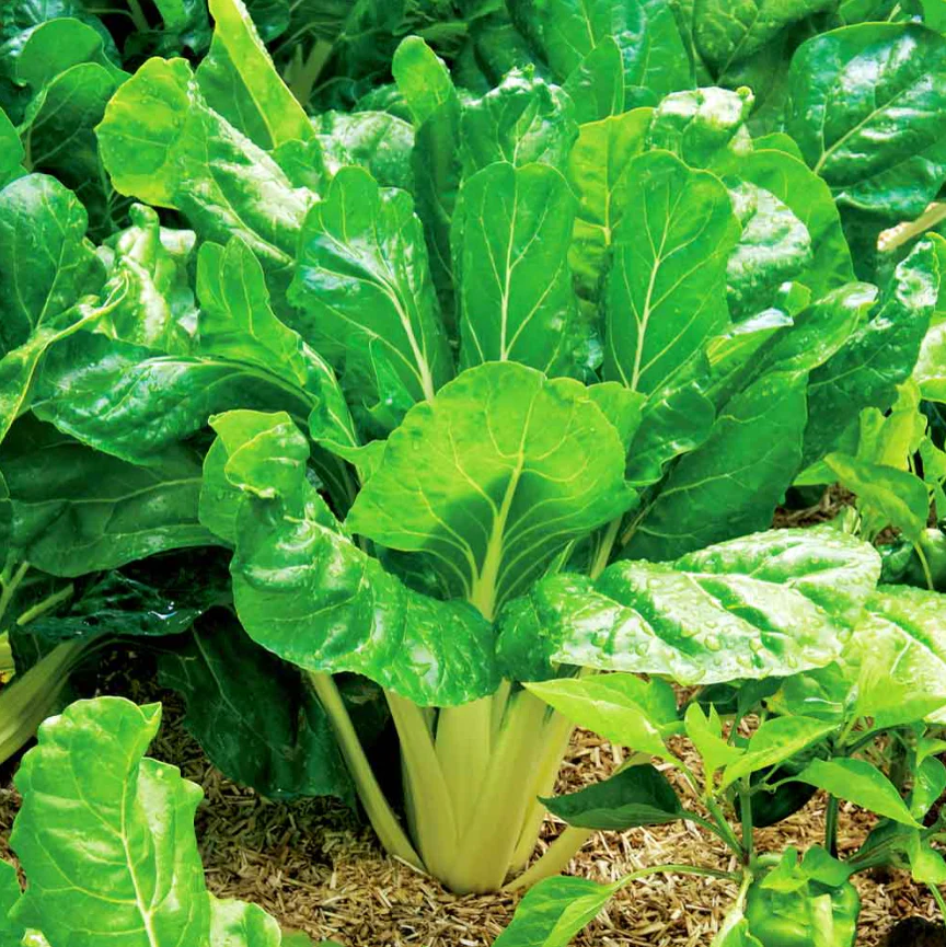 Suttons Seeds - Perpetual Spinach Leaf Beet