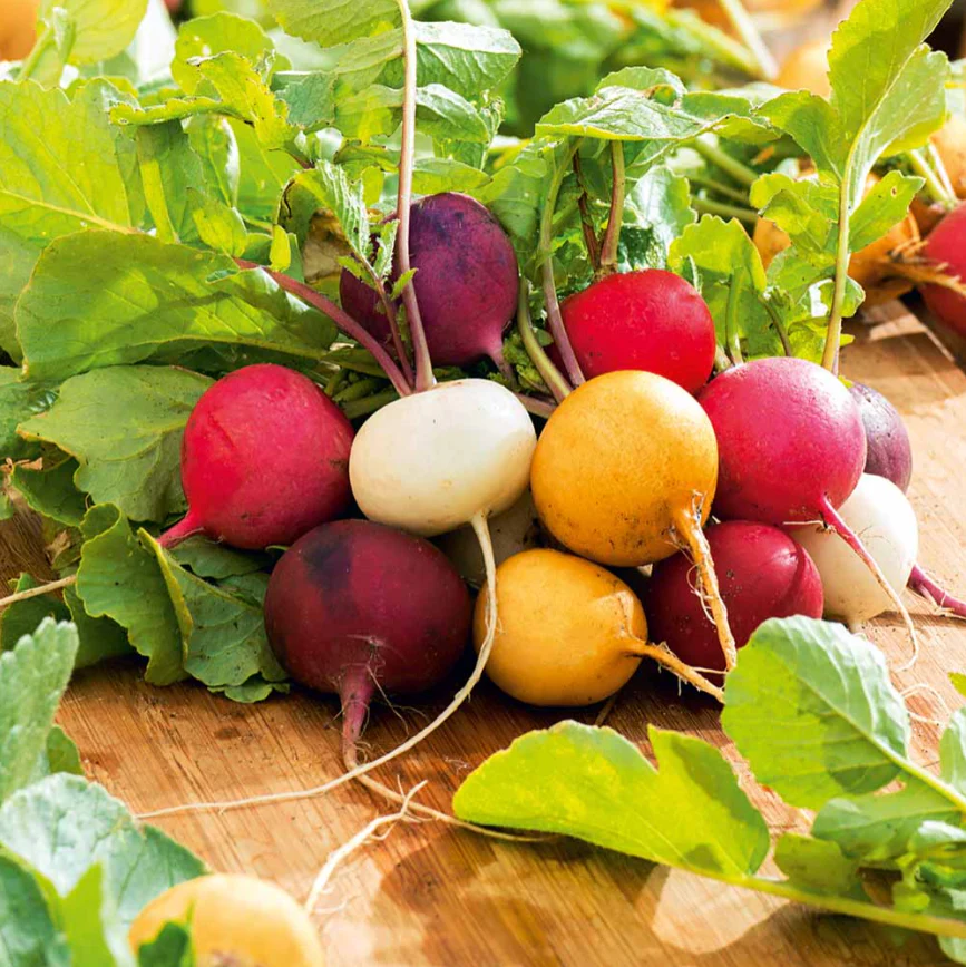 Suttons Seeds - Radish Rainbow Mix
