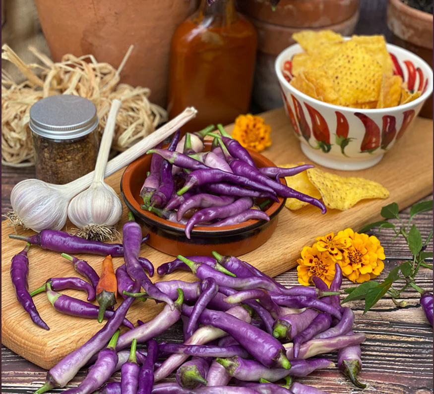 Suttons Seeds - Chilli Buena Mulata