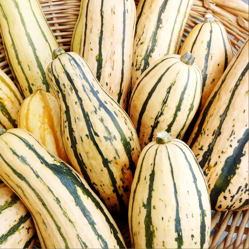 Suttons Seeds - Squash 'Honeyboat'