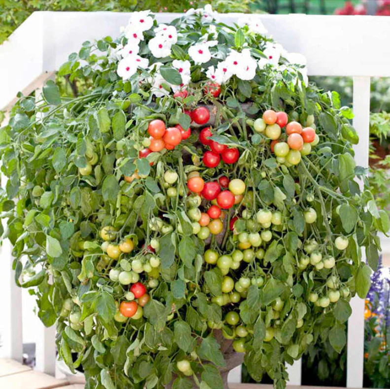 Suttons Seeds - Tomato 'Cherry Falls (Determinate)'