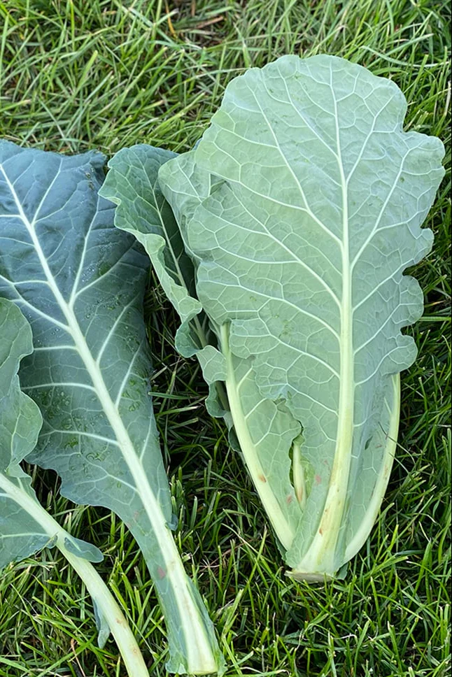 Suttons Seeds - Collard Hi-Crop F1