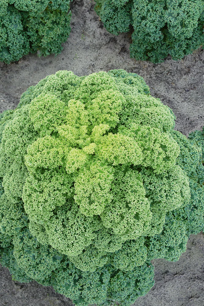 Suttons Seeds - Kale Oldenbor F1