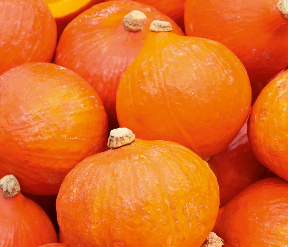 Suttons Seeds - Squash Uchiki Kuri