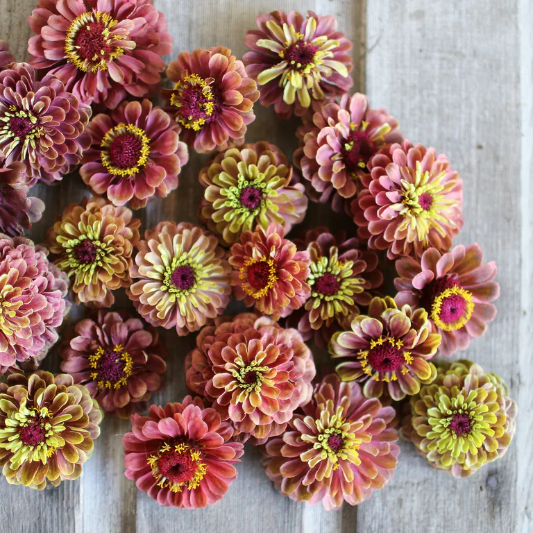 Suttons Seeds - Zinnia Queen Red Lime