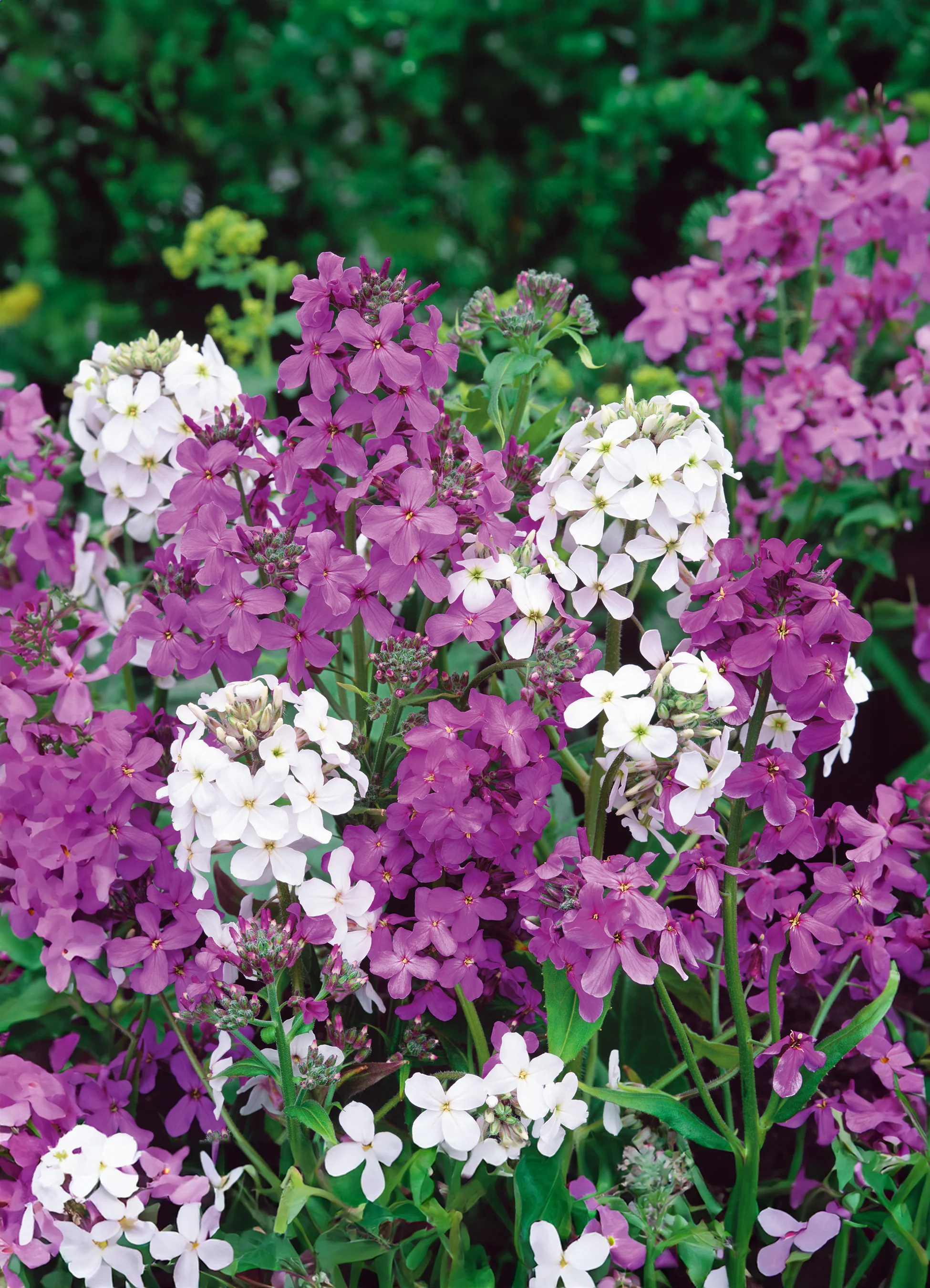 Sweet Rocket | Summer Lilac Mix