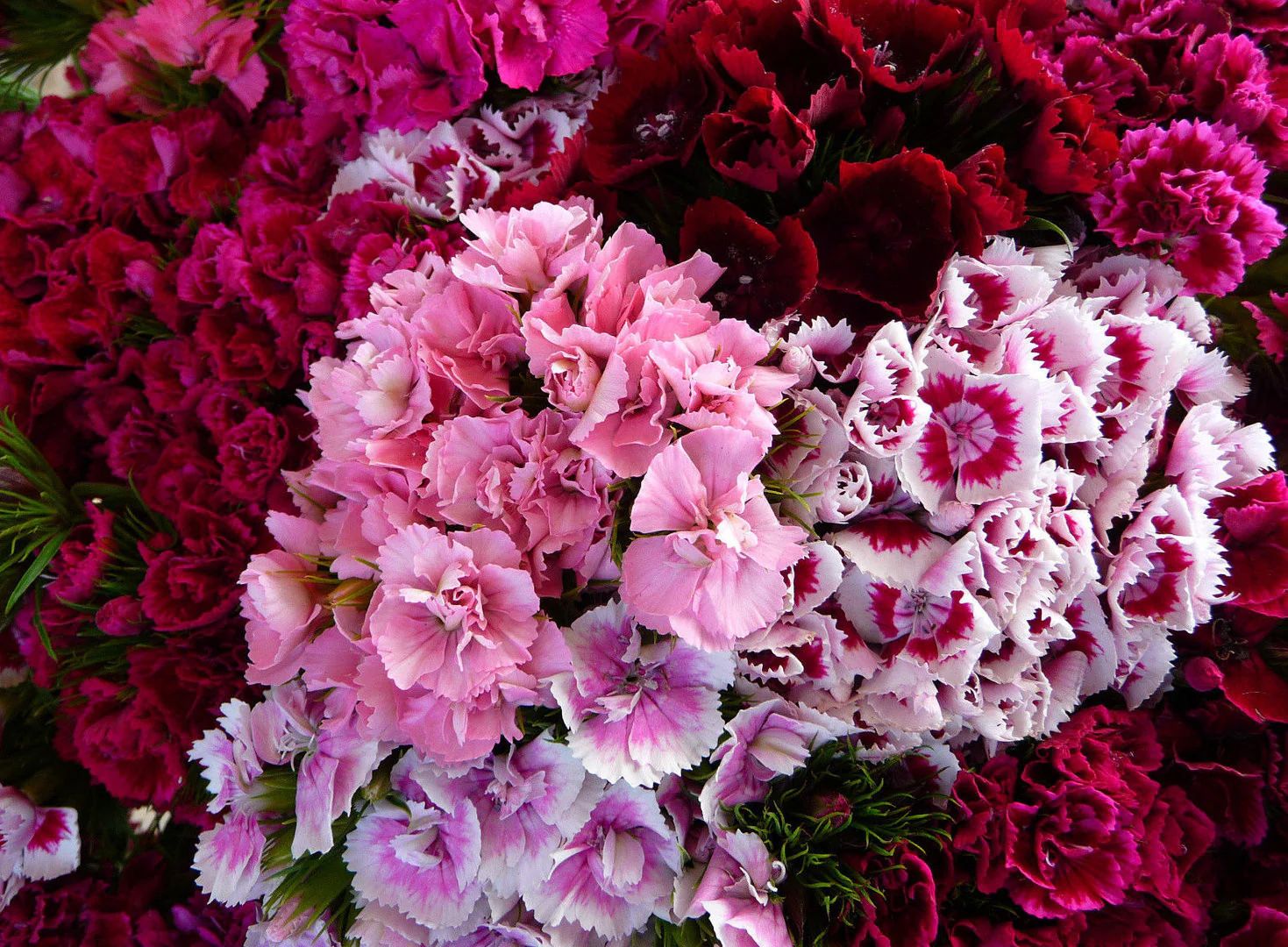 Sweet William | Dianthus Double Mix (Dwarf)