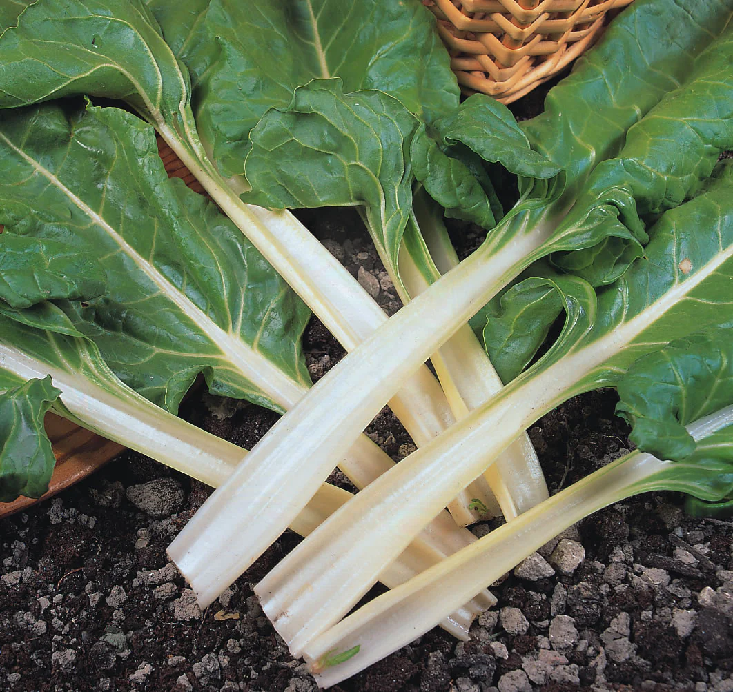 Swiss Chard | Fordhook Giant