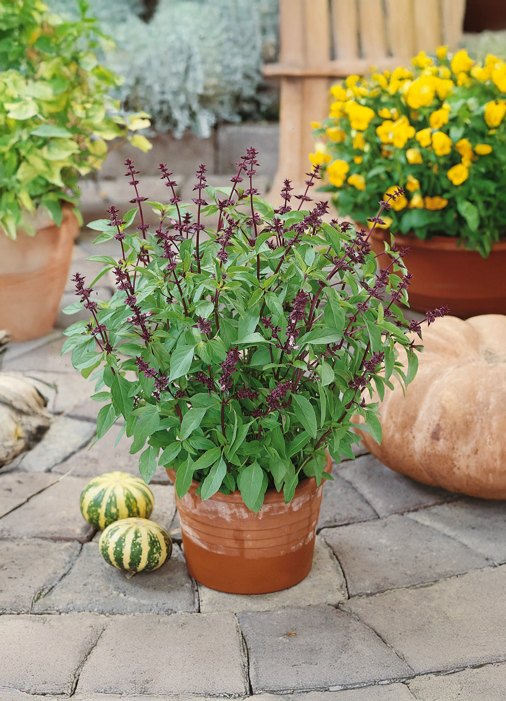 Basil | Thai