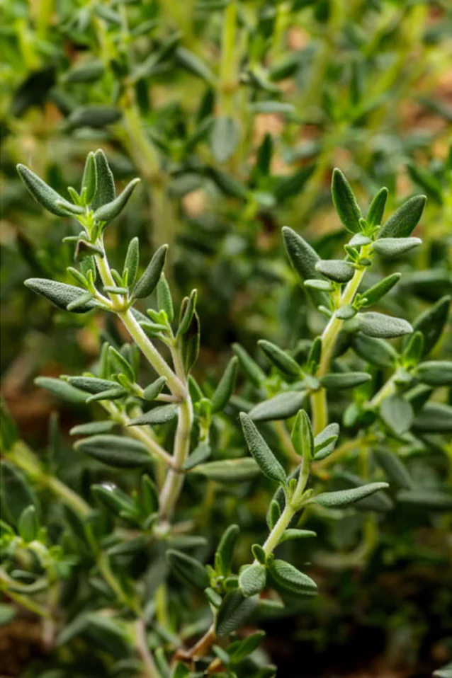 Thyme | ORGANIC