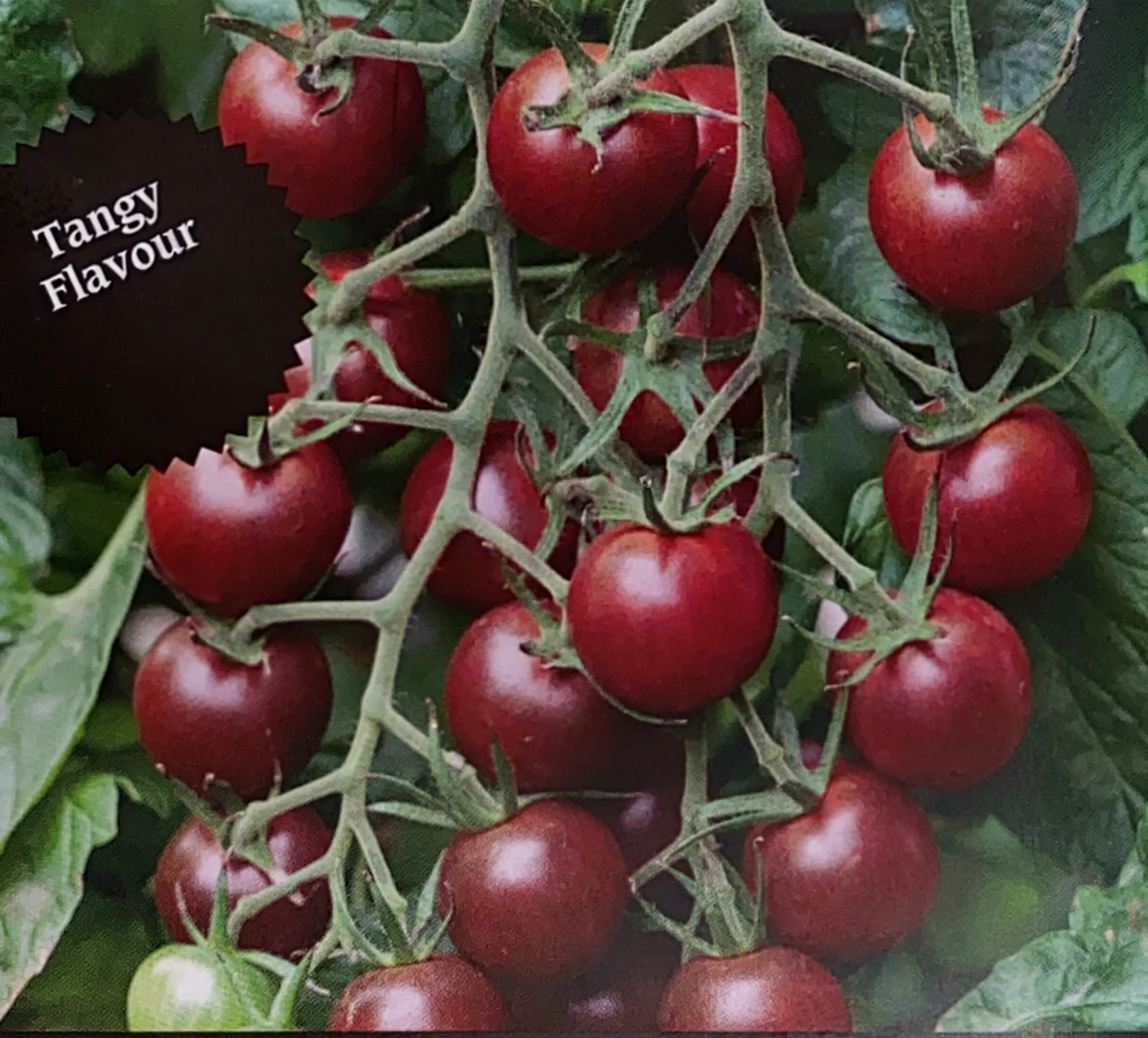 Tomato | Chocolate Cherry (Vine) - Image 2