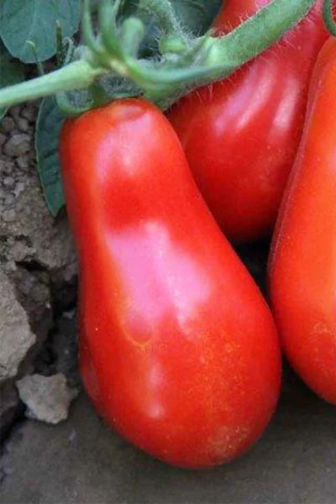 Tomato | San Marzano
