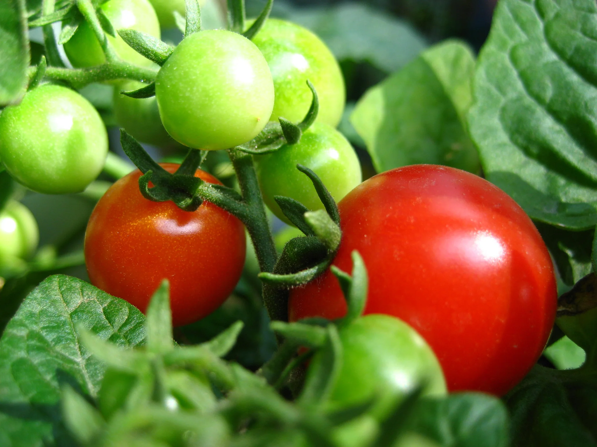 Tomato | Tiny Tim (Bush) - Image 3