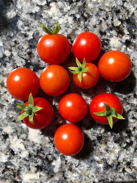 Tomato | Tiny Tim (Bush) - Image 4