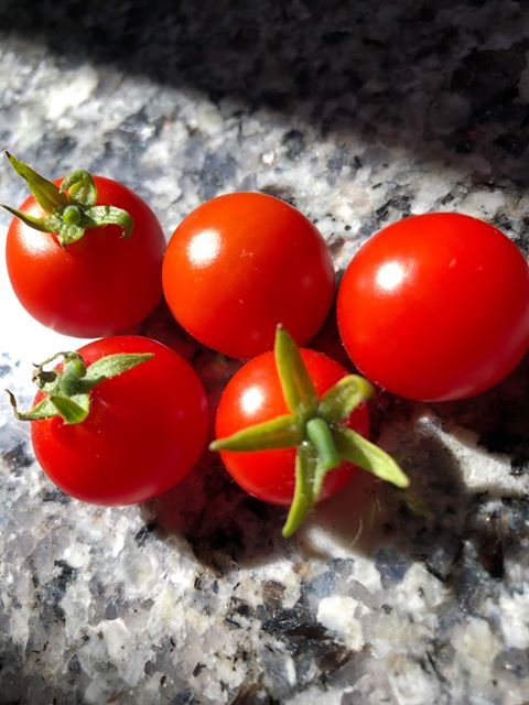 Tomato | Tiny Tim (Bush) - Image 5