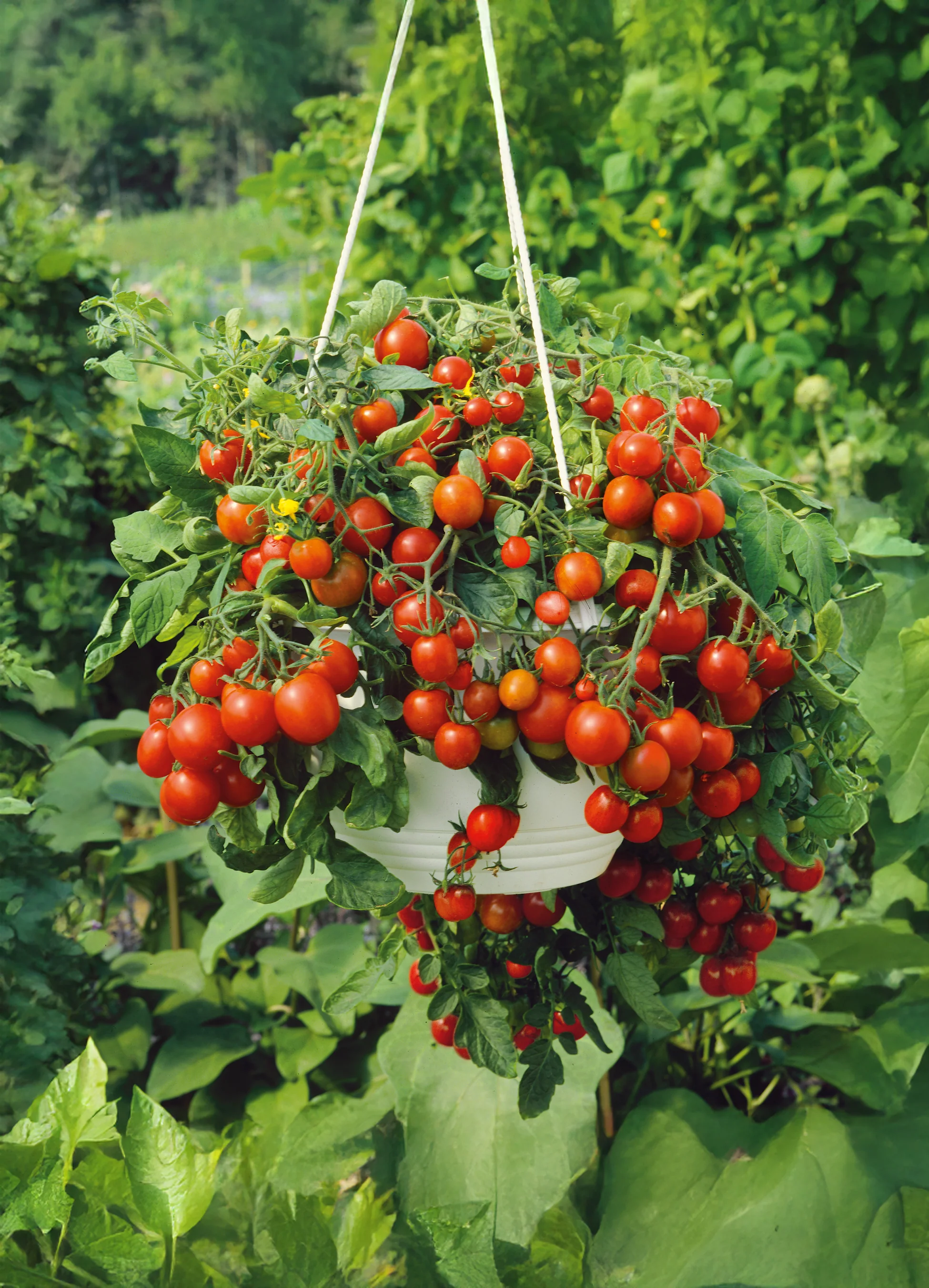 Tomato | Tumbling Tom (Bush)