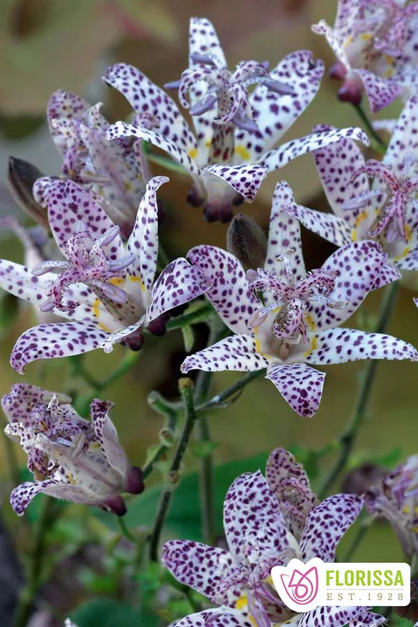 Tricyrtis | Hirta