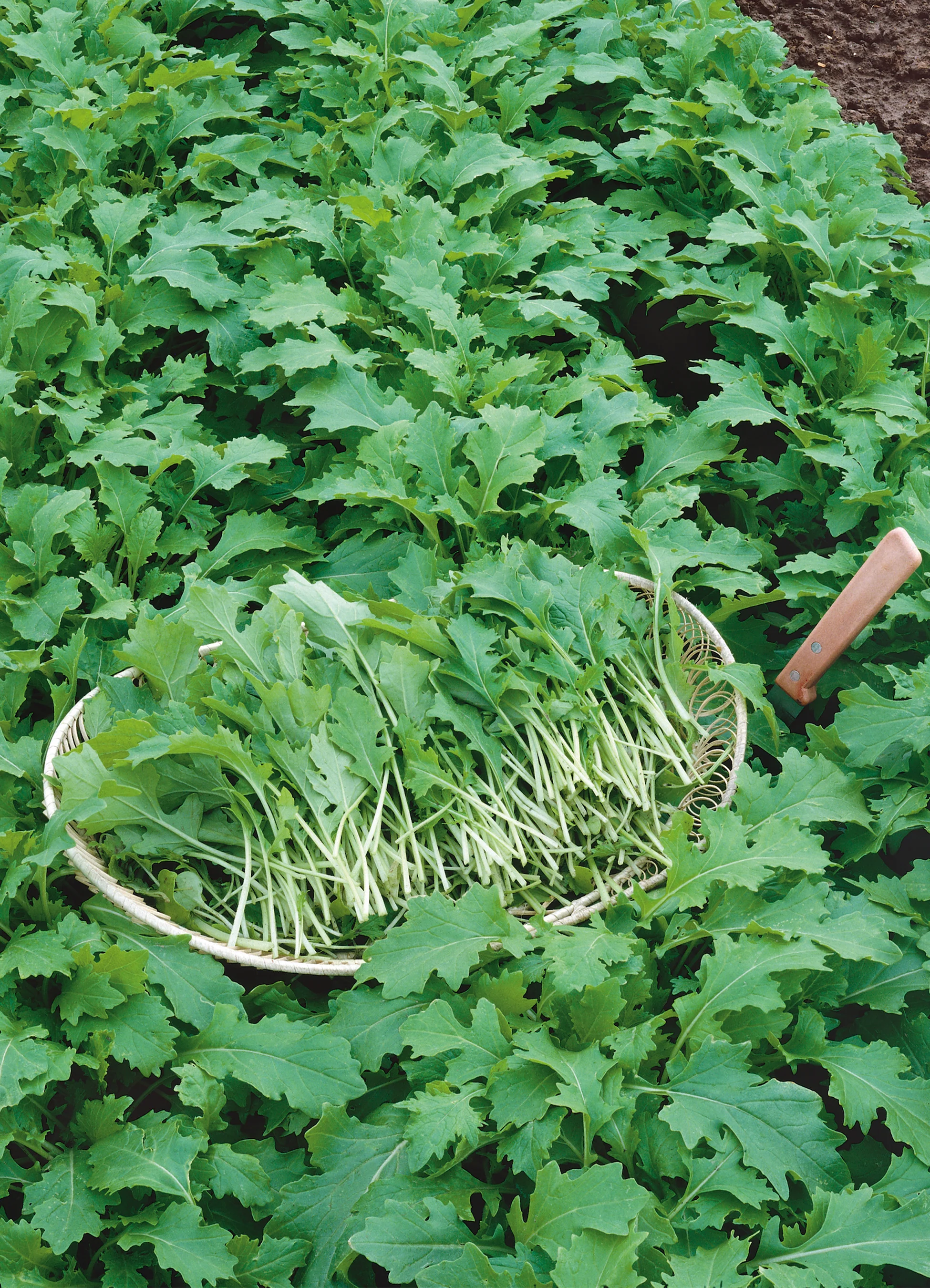 Turnip Greens | Seven Top