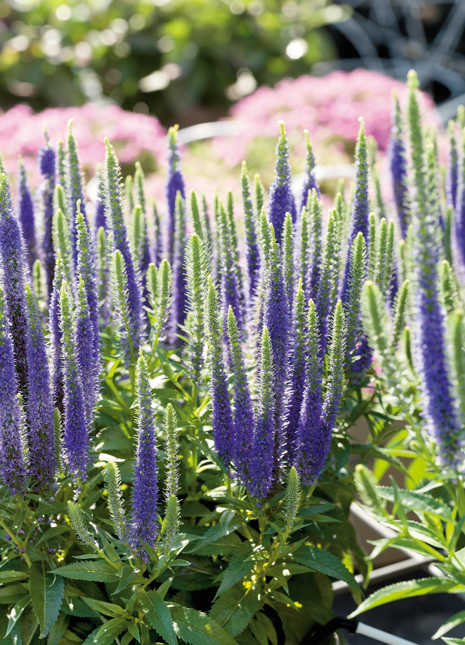 Veronica Speedwell | Lavender Blue