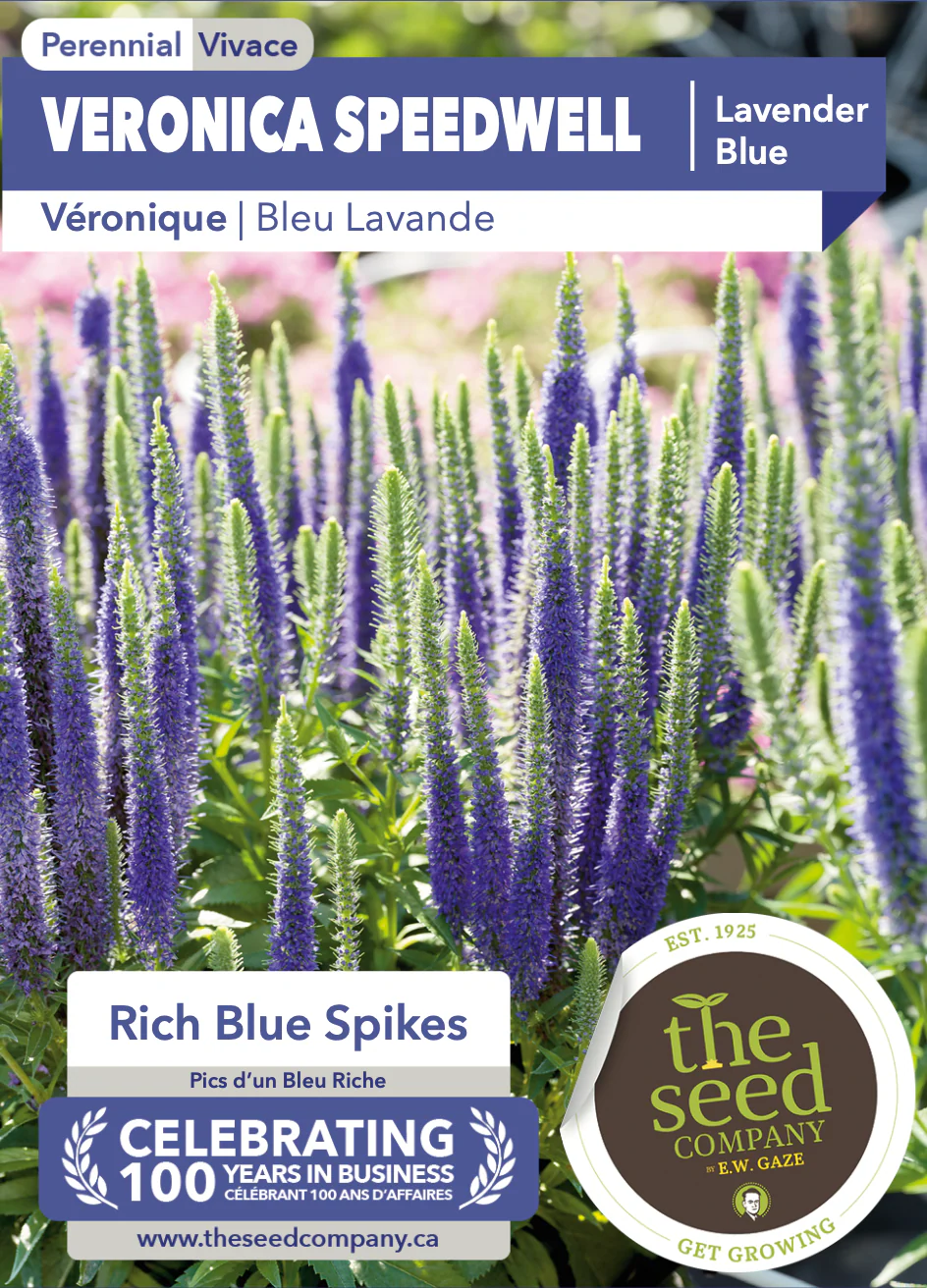 Veronica Speedwell | Lavender Blue - Image 2