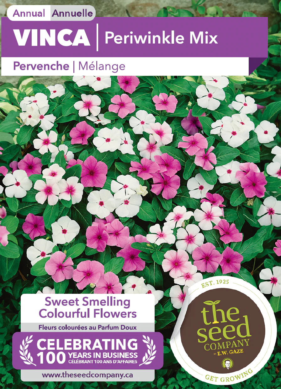 Vinca | Periwinkle Mix - Image 2