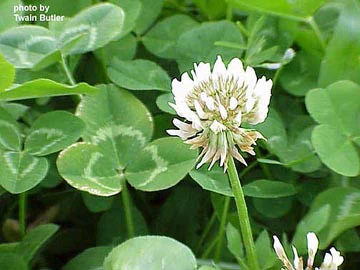 White Clover Seed 1LB