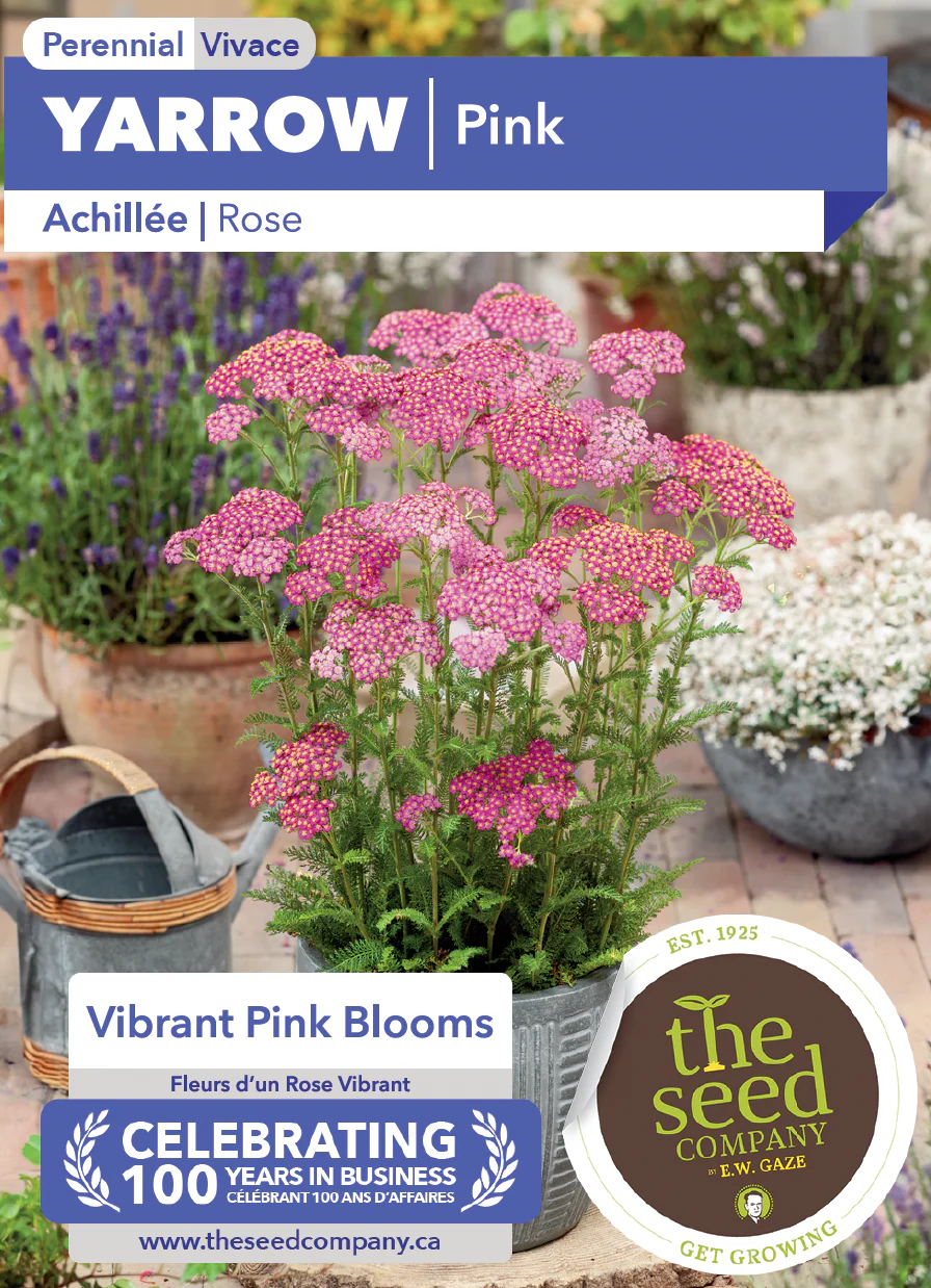 Yarrow | Pink - Image 2