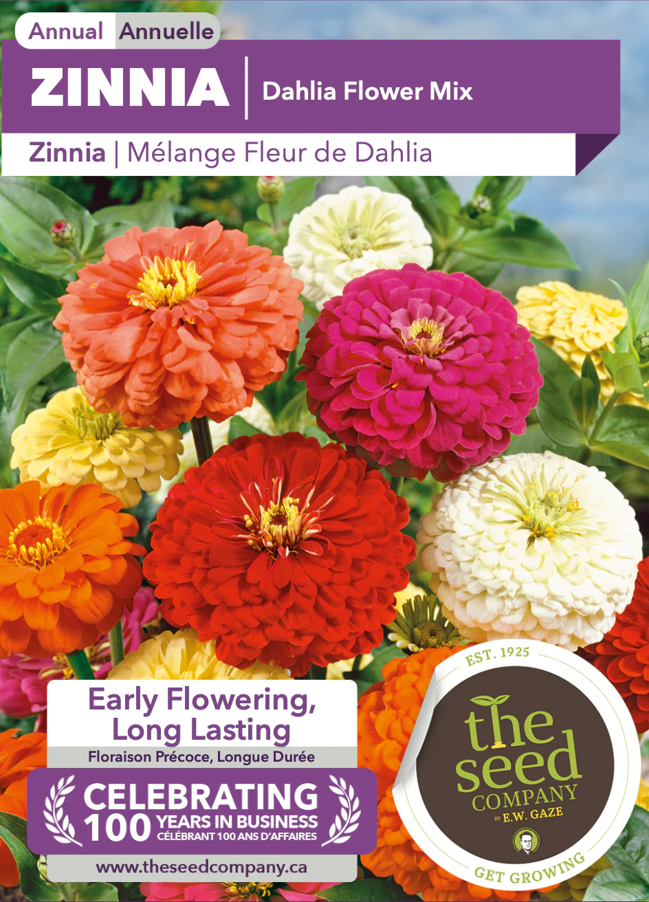 Zinnia | Dahlia Flower Mix - Image 2